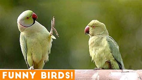 funny videos of birds